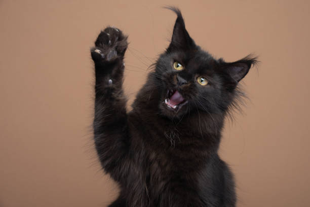 istock black maine coon kitten playing raising paw with mouth open 1361958195