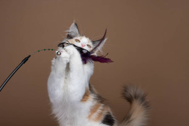 istock white tortie maine coon kitten playing catching feather toy 1361958395