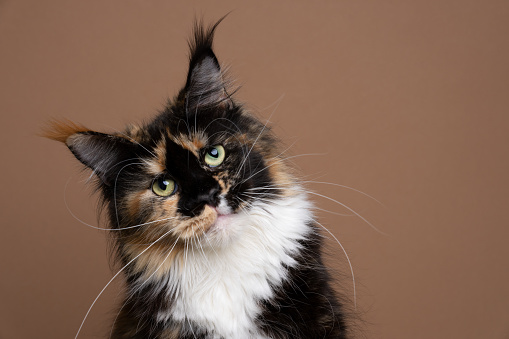 calico maine coon cat tilting head looking at camera portrait on brown background wirth copy space