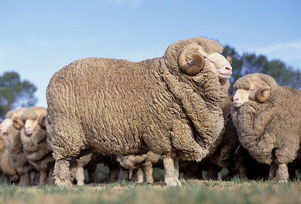 ram - merino sheep ストックフォトと画像