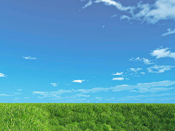 Blue sky and grassfield XXXL