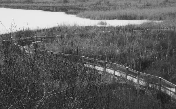 istock View over part of the Cherry river swamp and its boardwalk 1361964036