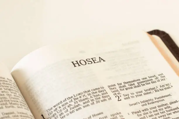 Hosea Bible Book on white background. A close-up. Christian biblical concept of Old Testament prophecy and faith in God and Jesus Christ. Open Holy Scripture.