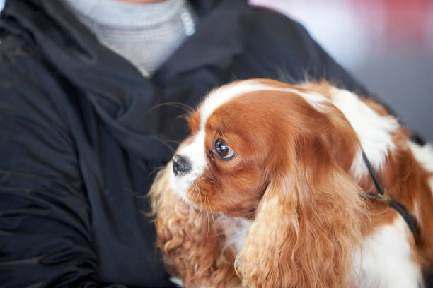 istock Cavalier King Charles Spaniel during a dog show 1361965235