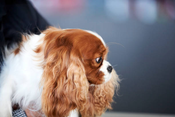 istock Cavalier King Charles Spaniel during a dog show 1361965238