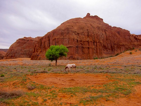 A pinto pony grazes amongst the spring grasses with a stunning green cottonwood tree and a red sandstone butte in the background. Monument Valley Navajo Tribal Park (30,000 acres) was established in 1958 and is located on the border of Arizona and Utah within the 16 million-acre Navajo Reservation. May 2016.