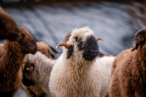 Famous Valais sheep. Cute Valais Blacknose sheep in rainy day. Switzerland.
