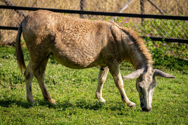 istock Donkey grazing in the meadow at sunrise. 1361969164