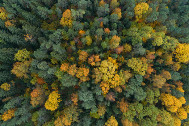 istock Autumn forest aerial drone view 1361969209