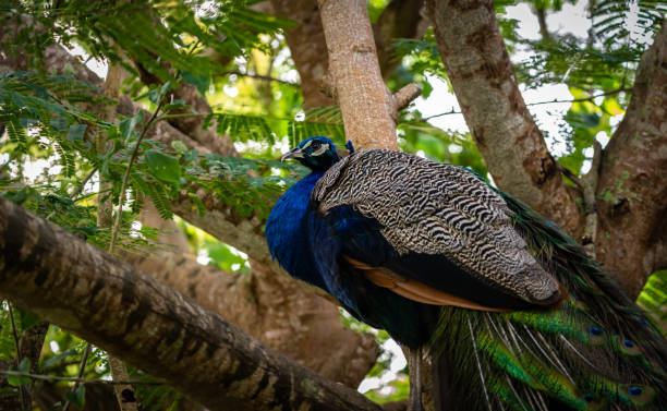istock Blue peacock standing on a tree branch with a green natural background 1361970537