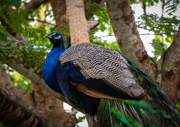 istock Blue peacock standing on a tree branch with a green natural background 1361971599