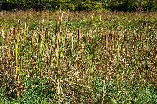 Cattails grow along the banks of the Cuyahoga River during the Autumn leaf color change in Ohio.