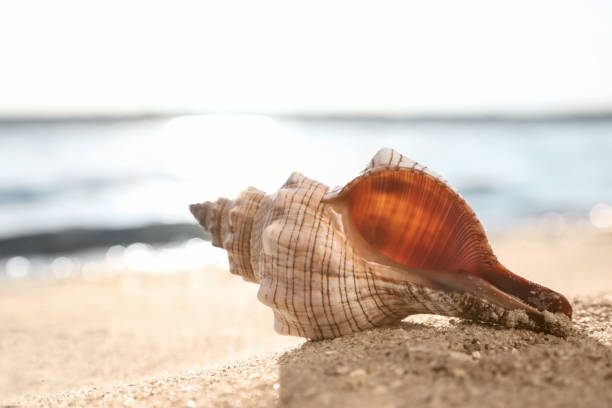 istock Beautiful exotic sea shell on sunlit sandy beach 1361972878
