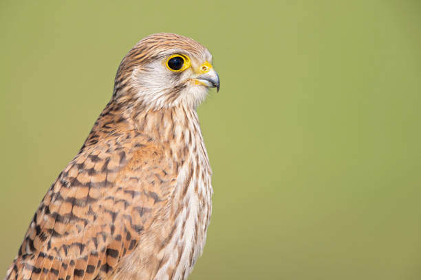 Portrait of an juvenile female Kestrel resting on a perch. A clear detail portrait of a small bird of prey with a clean green background. portrait of common kestrel falco tinnunculus a bird of prey stock pictures, royalty-free photos & images
