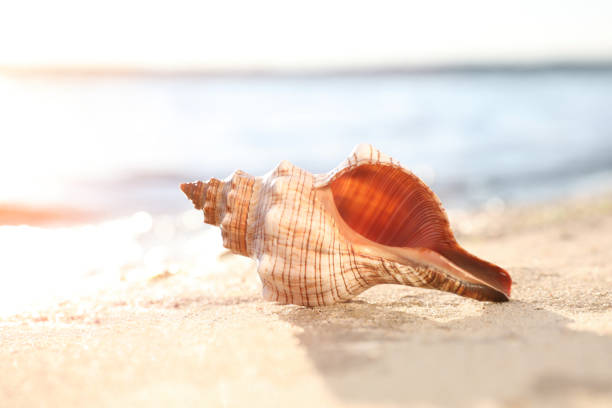 istock Beautiful sea shell on sunlit sandy beach 1361974999