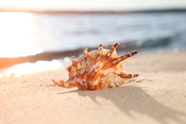 istock Beautiful sea shell on sunlit sandy beach 1361975450