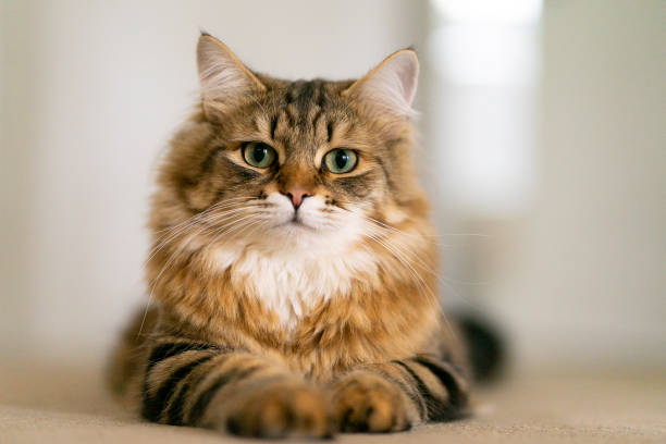 Portrait of young Siberian cat Portrait of cute 1 year old Siberian cat. siberian cat photos stock pictures, royalty-free photos & images
