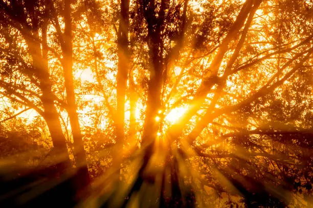 The rays of the morning sun penetrate the trees of a forest