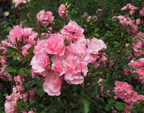 Pretty Bright Closeup Pink Bonica Roses Blooming In Summer