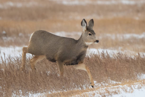 istock Deer doe in central Montana 1361979647