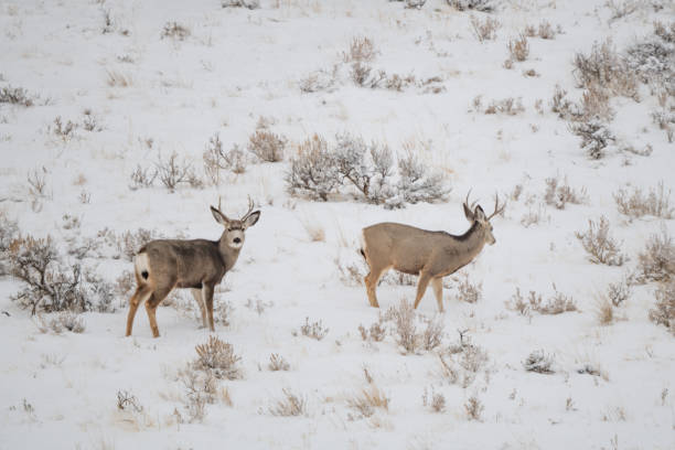 istock Deer buck (stag) in central Montana 1361980204