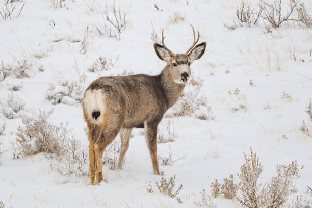 istock Deer buck (stag) in central Montana 1361980213