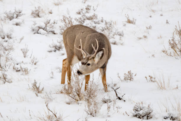 istock Deer buck (stag) in central Montana 1361980220