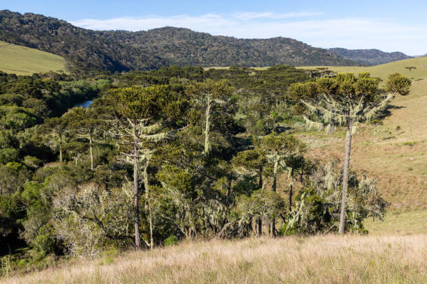 istock Farm field and Araucaria forest 1361981596