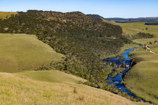 istock River with Araucaria forest around 1361981645