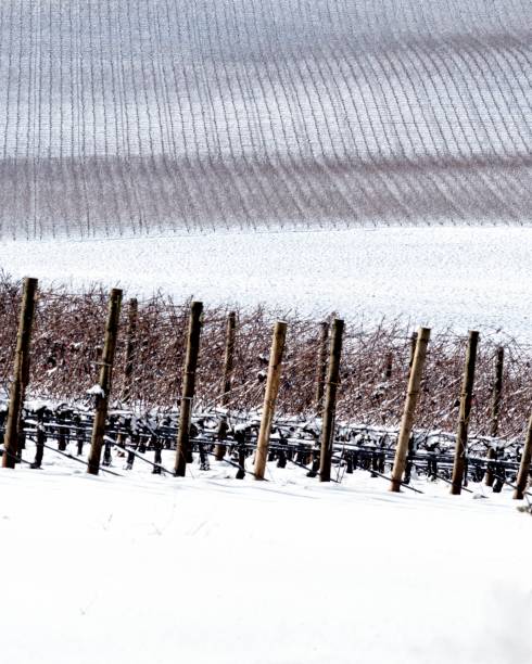 Snow Covered Vineyard and Poles stock photo