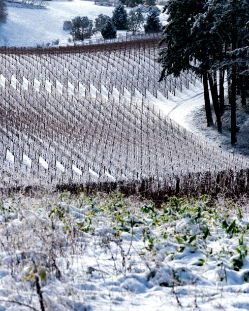 Snow Covered Vineyard stock photo