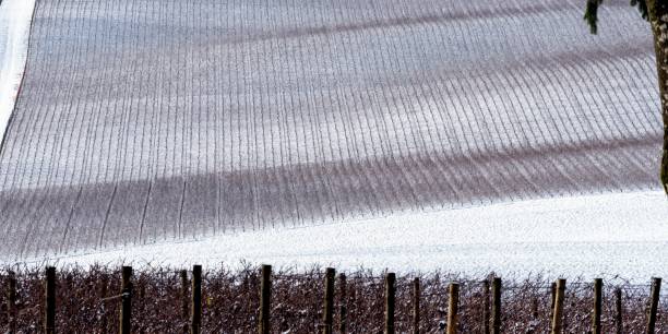 Vineyard Snow Lines and Tree stock photo