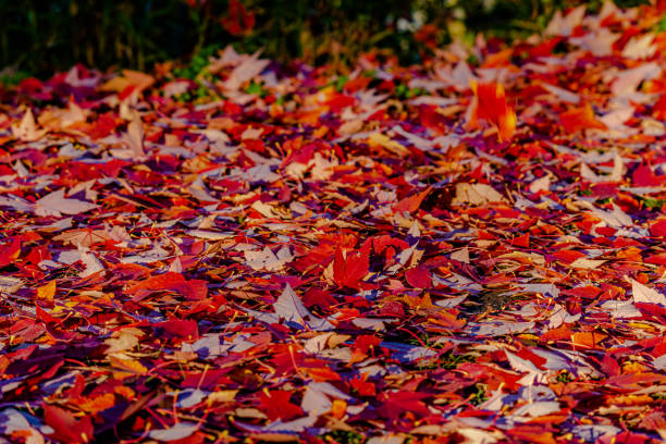 Autumn colors in the park