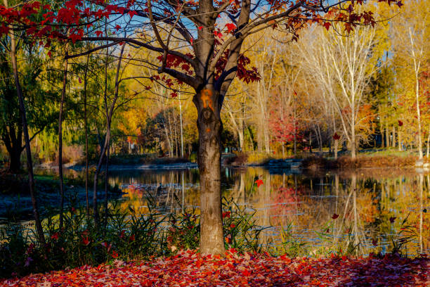 Autumn colors in the park
