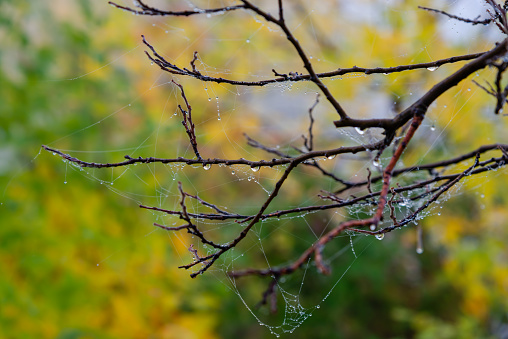 Delicate and thin web in the dew in the early morning