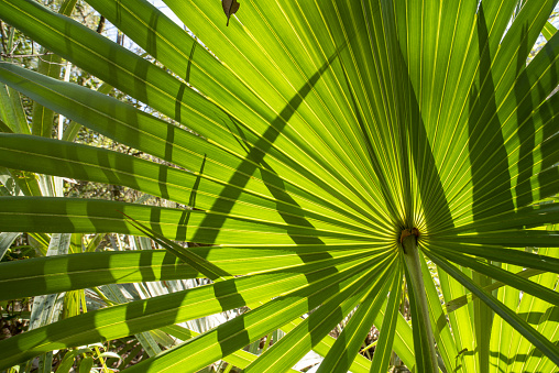 Vibrant green, backlit palm frond with shadows cast upon it. Photo taken at Jennings State forest in northeast Florida. Nikon D750 with Venus Laowa 15mm macro lens