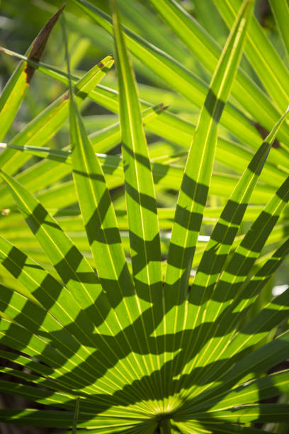 Single backlit palmetto frond with crisscrossing shadows Vibrant green, backlit palm frond with shadow pattern cast upon it. Photo taken at O'Leno State Park in north central Florida. Nikon D750 with Nikon 24-70mm f2.8 ED VR lens saw palmetto stock pictures, royalty-free photos & images