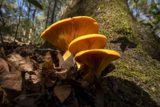 istock Ground-level wide macro of three stacked mushrooms growing at tree base 1361989786