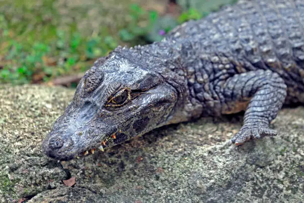 Photo of Alligator, or jacare in Portuguese