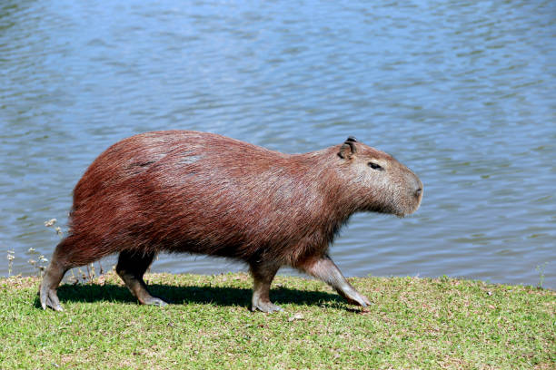 istock Capybara closeup at the edge of water 1361991625