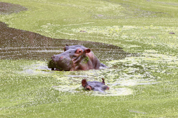 Fat Hippo