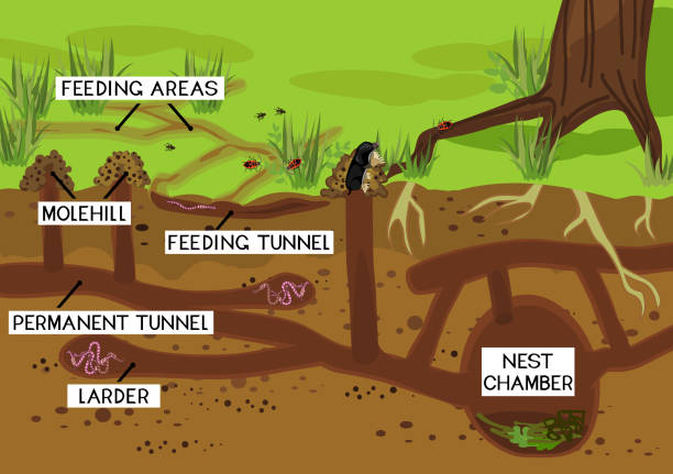Scheme of structure of underground mole tunnels with earthworms and European mole (Talpa europaea). Below ground level landscape with mole holes, molehills and tree roots Scheme of structure of underground mole tunnels with earthworms and European mole (Talpa europaea). Below ground level landscape with mole holes, molehills and tree roots mole animal stock illustrations