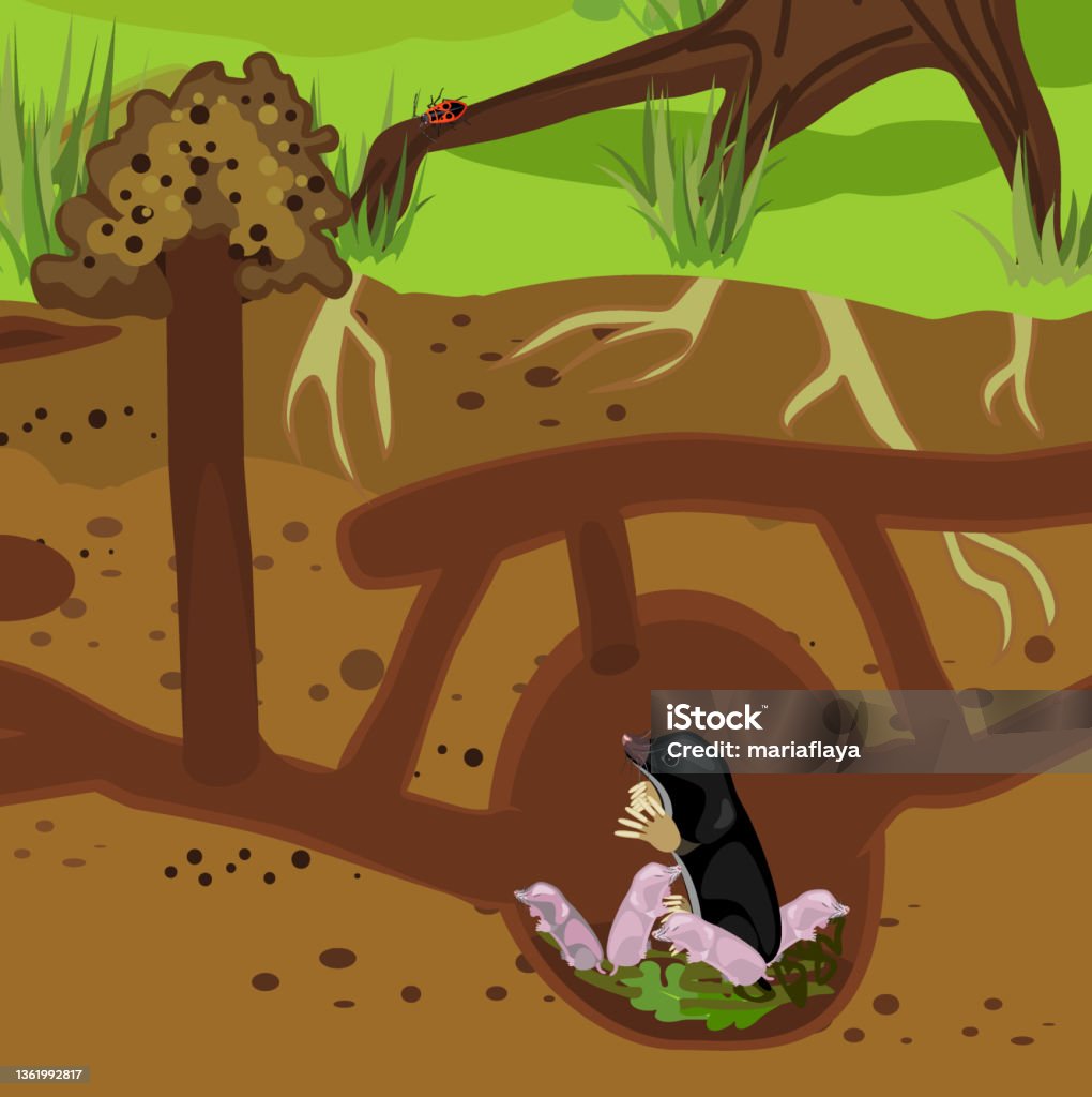 Scheme Of Structure Of Underground Mole Tunnels And European Mole With ... Biology Diagrams