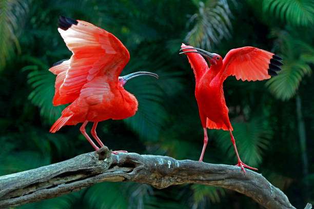 istock Two scarlet ibis vying for space on tree trunk 1361992824