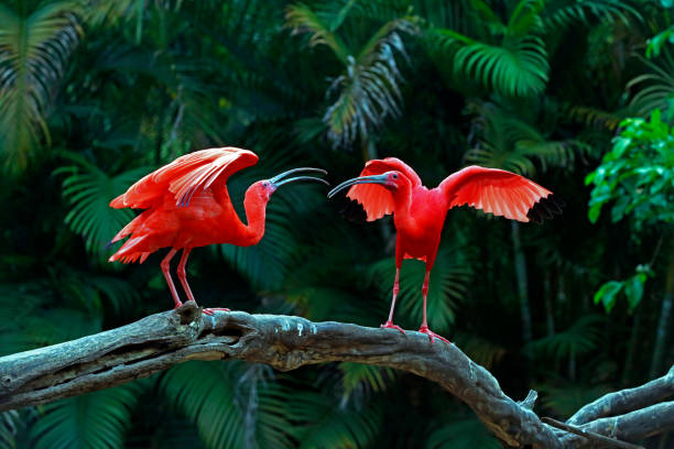 istock Two scarlet ibis vying for space on tree trunk 1361992828
