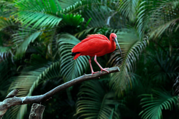 istock Scarlet ibis closeup on tree trunk 1361992837