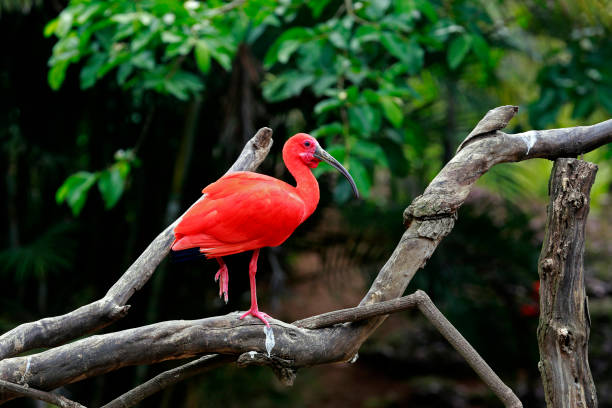 istock Scarlet ibis closeup on tree trunk 1361992848