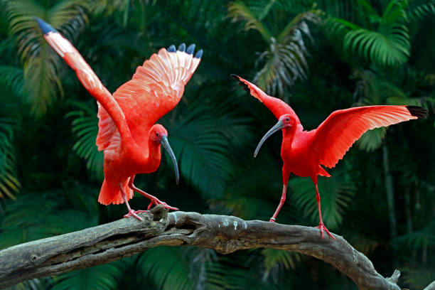 istock Two scarlet ibis vying for space on tree trunk 1361992889