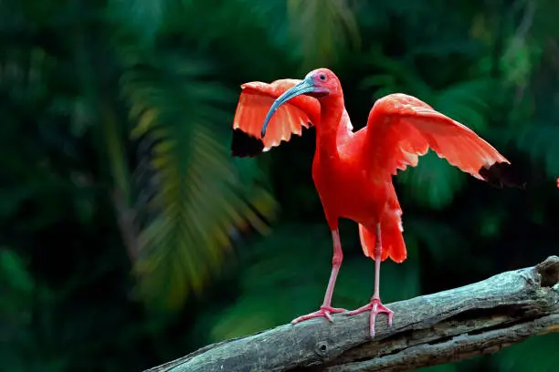 Closeup of scarlet ibis with wings wide open on tree trunk over dark forest background
