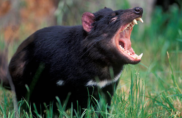 Tasmanian devil in the grass with its mouth wide open stock photo